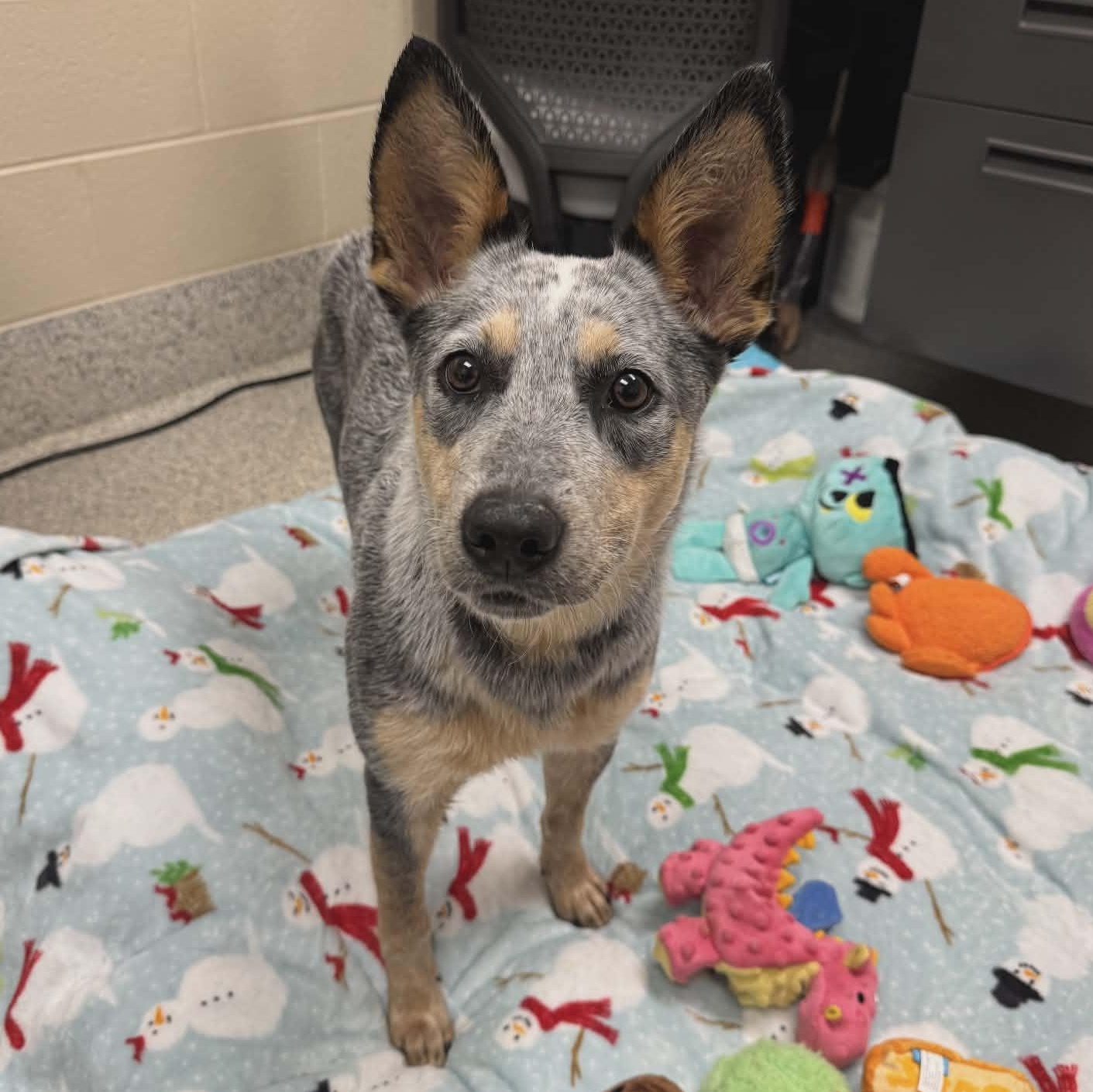 Enlarge Bluey, an adopted Australian Cattle Dog / Blue Heeler in Valparaiso, IN image 2/3