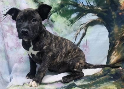 Gladys — thumbnail 2