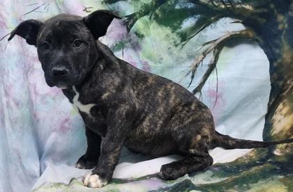 Gladys — thumbnail 3