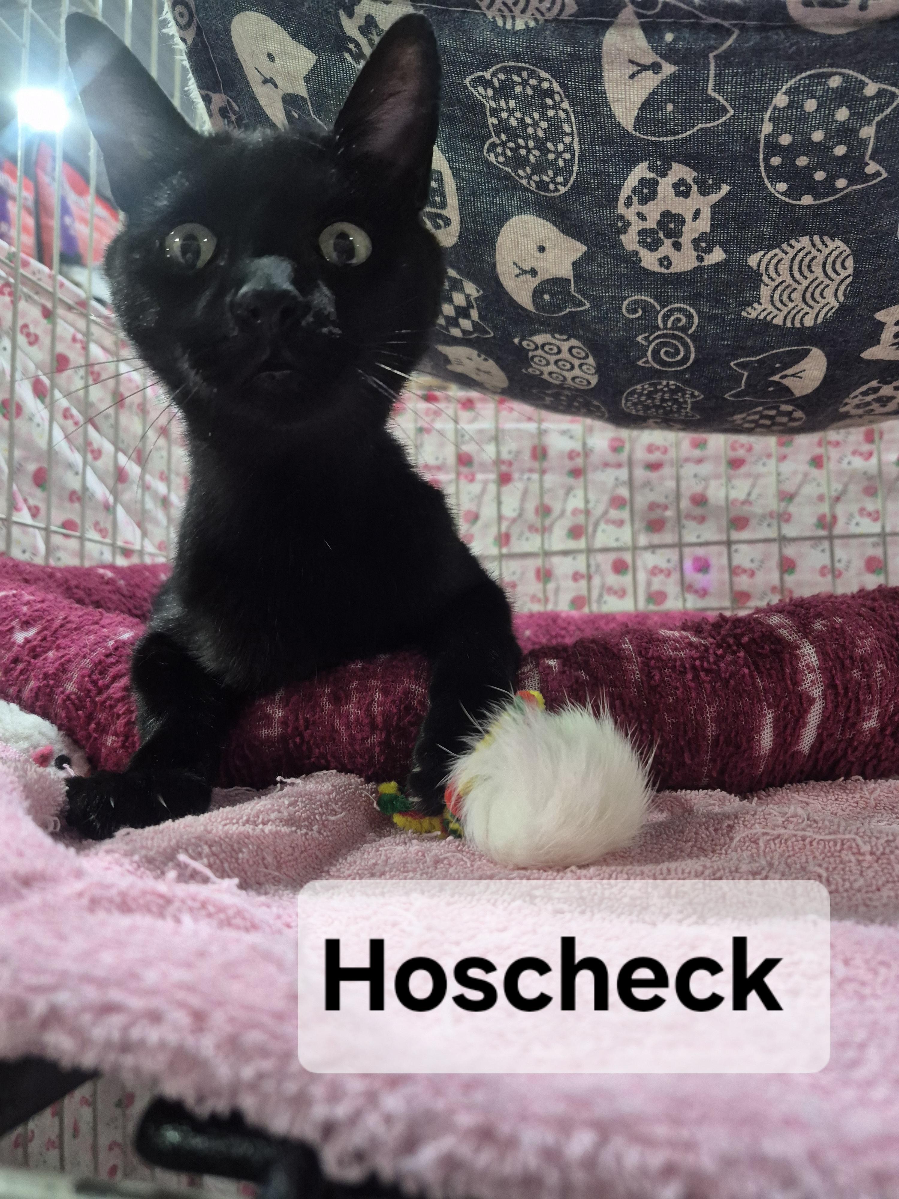 Hoscheck, a Adoptable mixed breed in Albuquerque, NM image 3/3