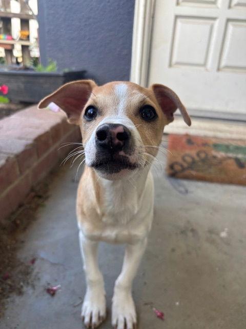Enlarge Blaze, a Adoptable Chihuahua in Visalia, CA image 1/3