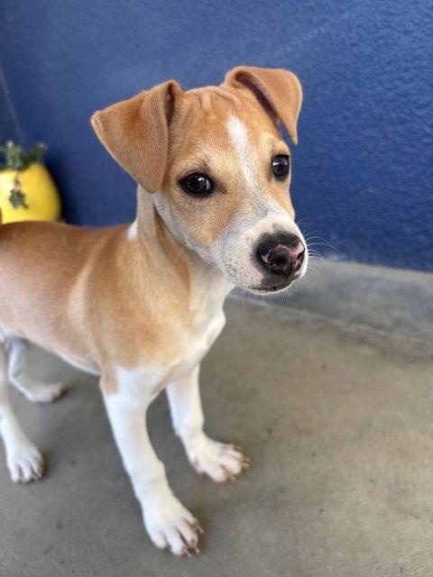 Enlarge Blaze, a Adoptable Chihuahua in Visalia, CA image 2/3