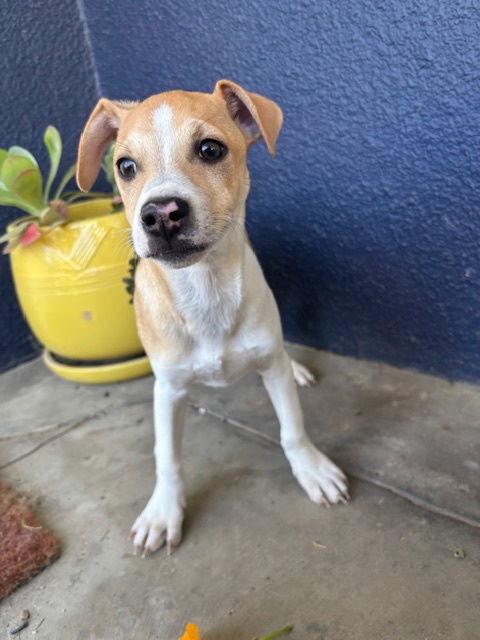 Enlarge Blaze, a Adoptable Chihuahua in Visalia, CA image 3/3
