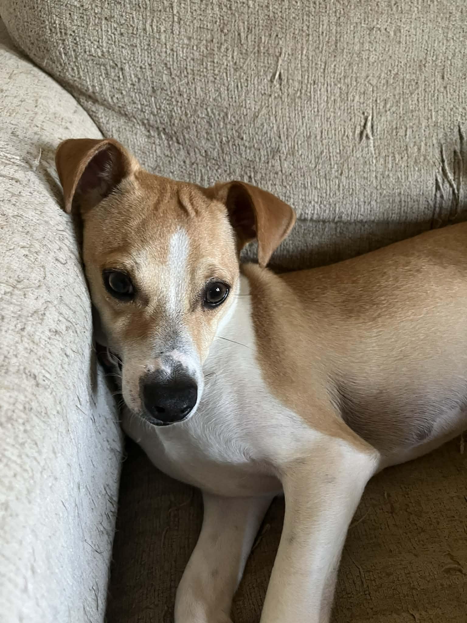 Enlarge Blaze, a Adopted Chihuahua in Visalia, CA image 3/3