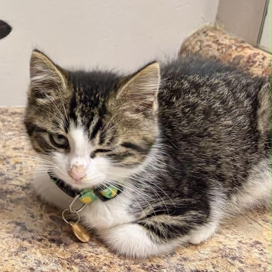 Enlarge Motchi, an adoptable Domestic Short Hair in Wakefield, QC image 2/5