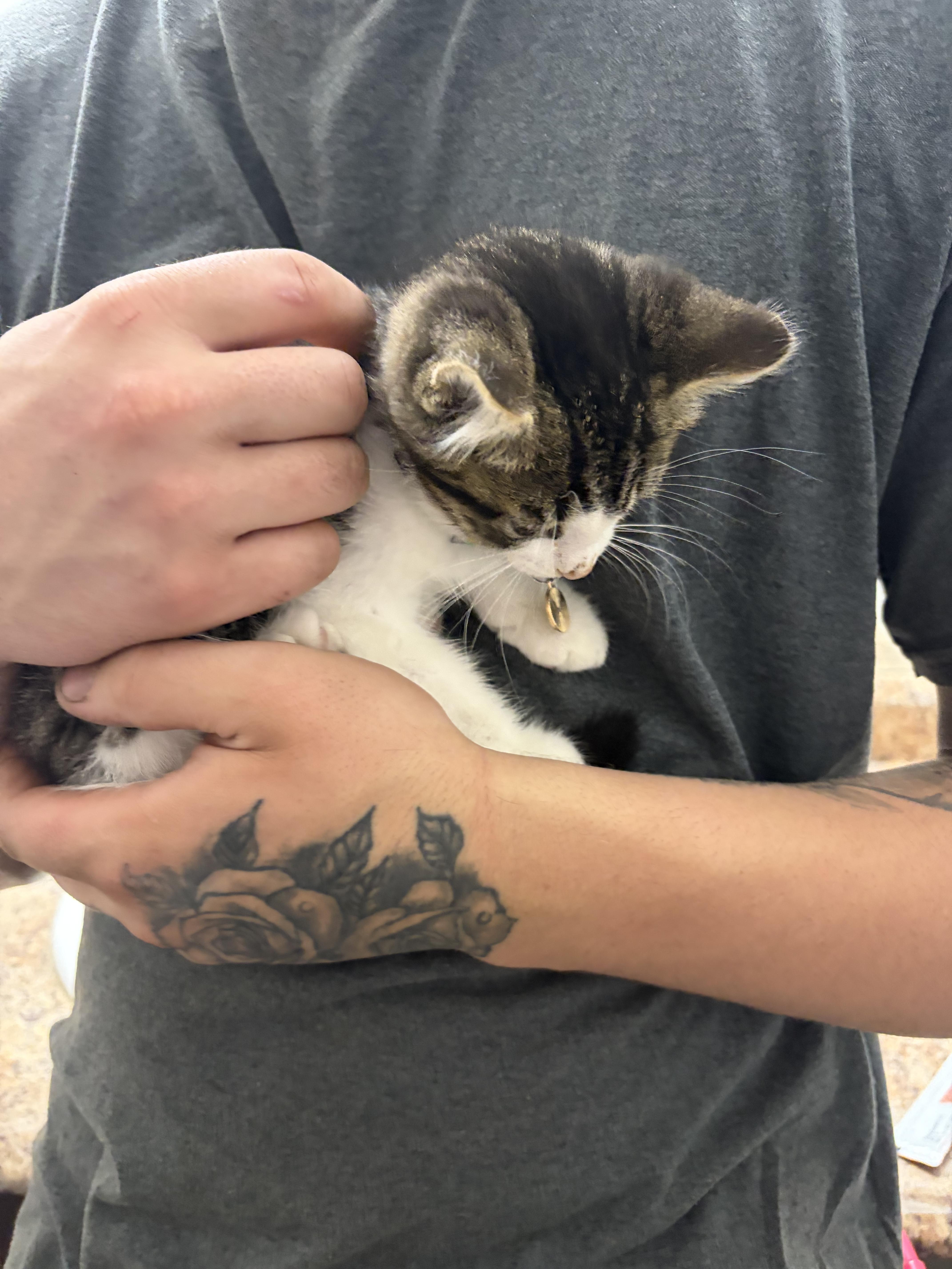 Enlarge Motchi, an adoptable Domestic Short Hair in Wakefield, QC image 4/5