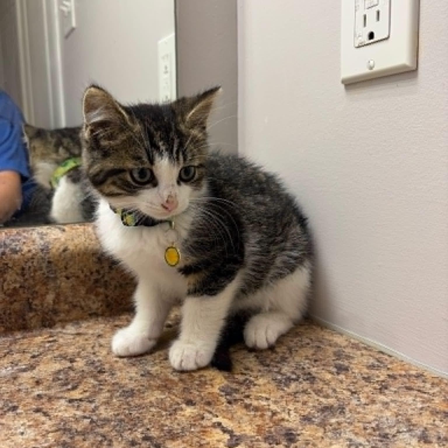Enlarge Motchi, an adoptable Domestic Short Hair in Wakefield, QC image 1/5