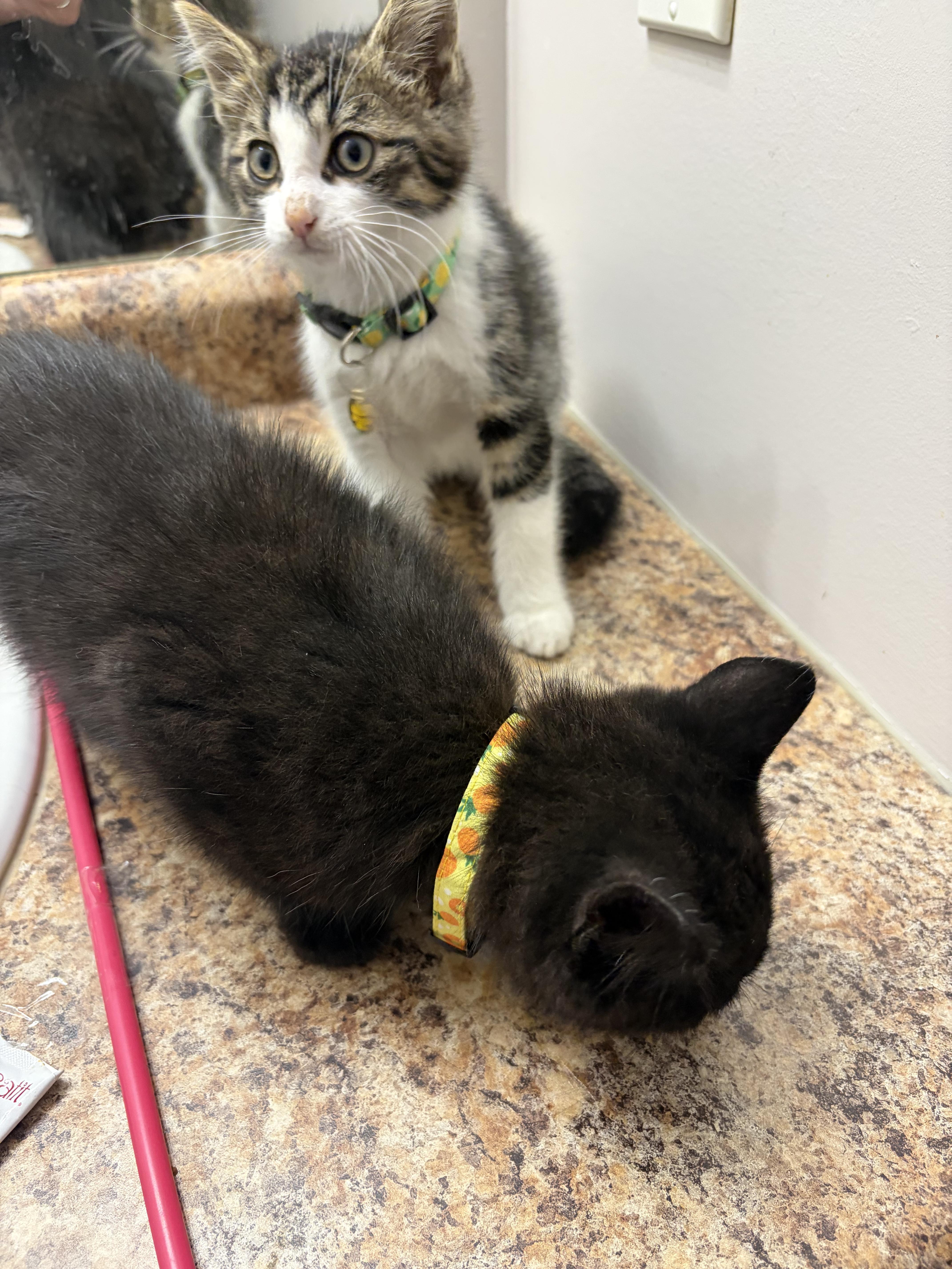 Enlarge Motchi, an adoptable Domestic Short Hair in Wakefield, QC image 5/5