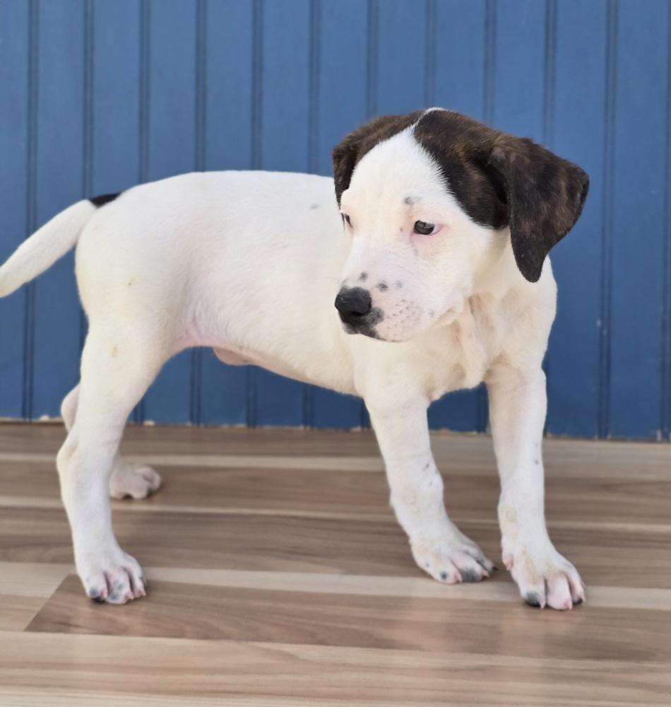 Salsa, Adoptable, Puppy Female American Staffordshire Terrier.
