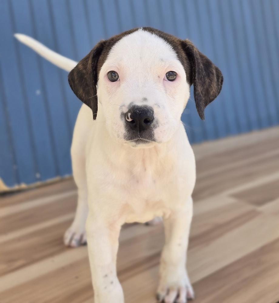 Enlarge Salsa, a Adoptable mixed breed in Sedalia, CO image 2/4