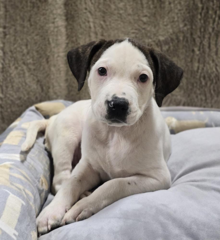 Enlarge Salsa, a Adoptable mixed breed in Sedalia, CO image 3/4