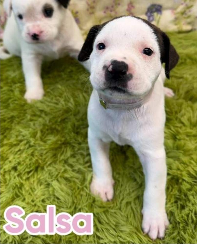 Enlarge Salsa, a Adoptable mixed breed in Sedalia, CO image 4/4