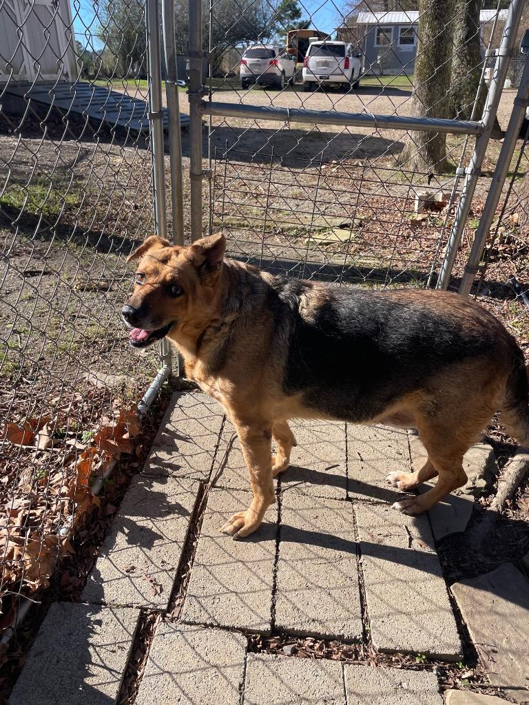 Angel, Adoptable, Senior Female Shepherd.