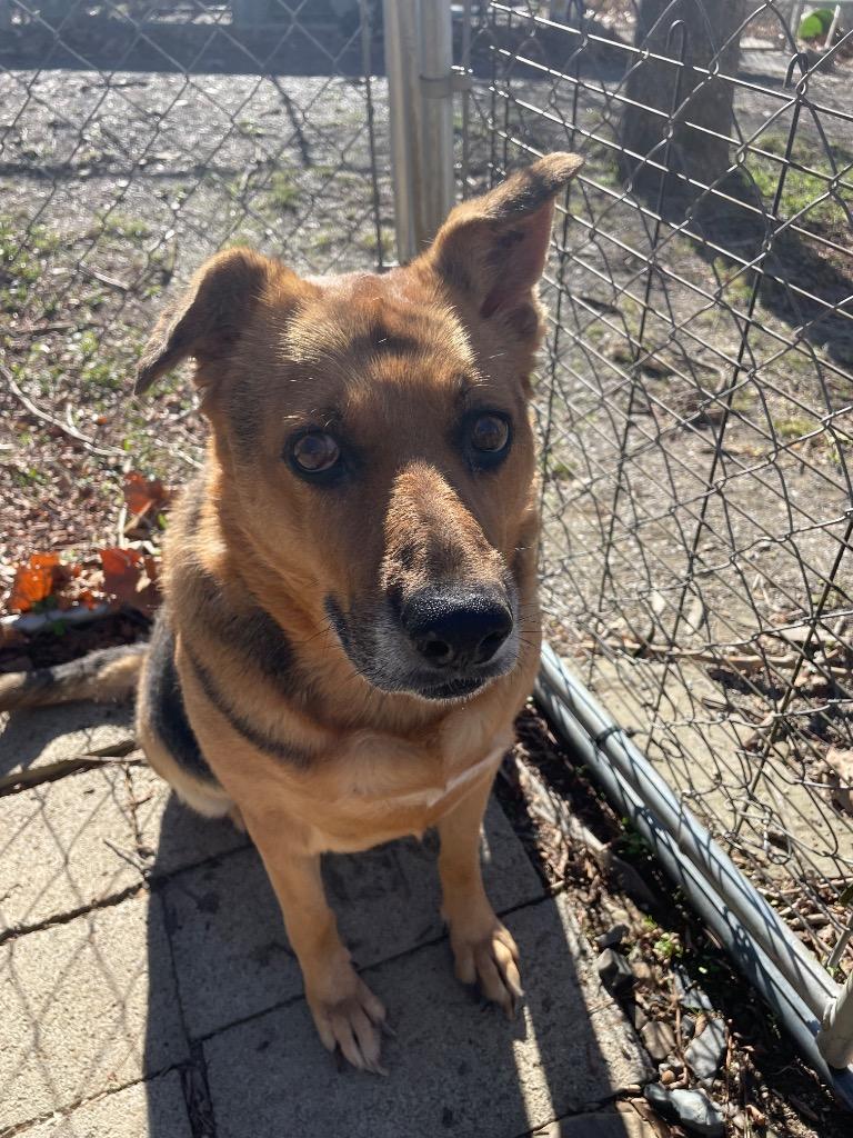 Enlarge Angel, a Adoptable Shepherd in Mena, AR image 2/2