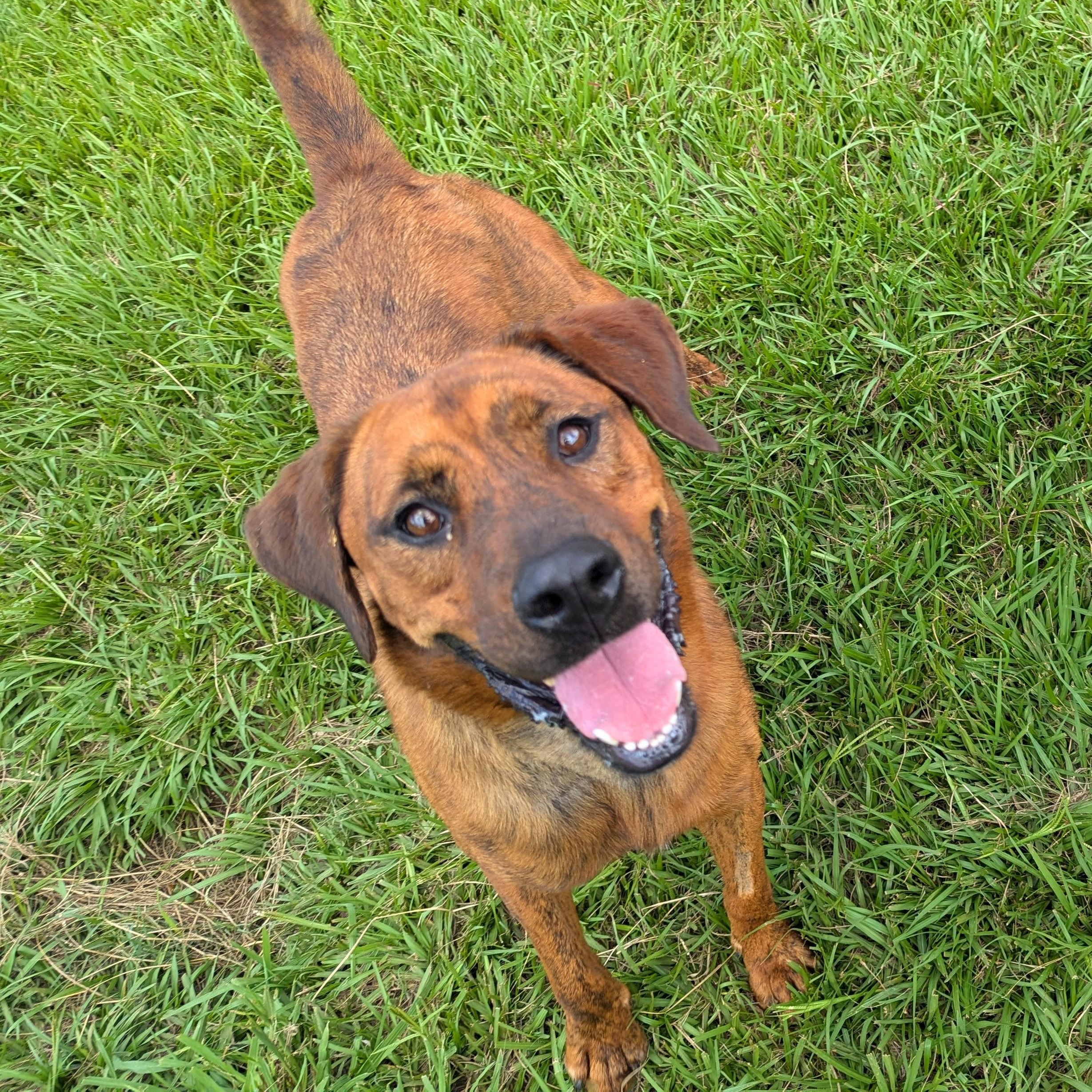 Meka, Adult Male Bloodhound