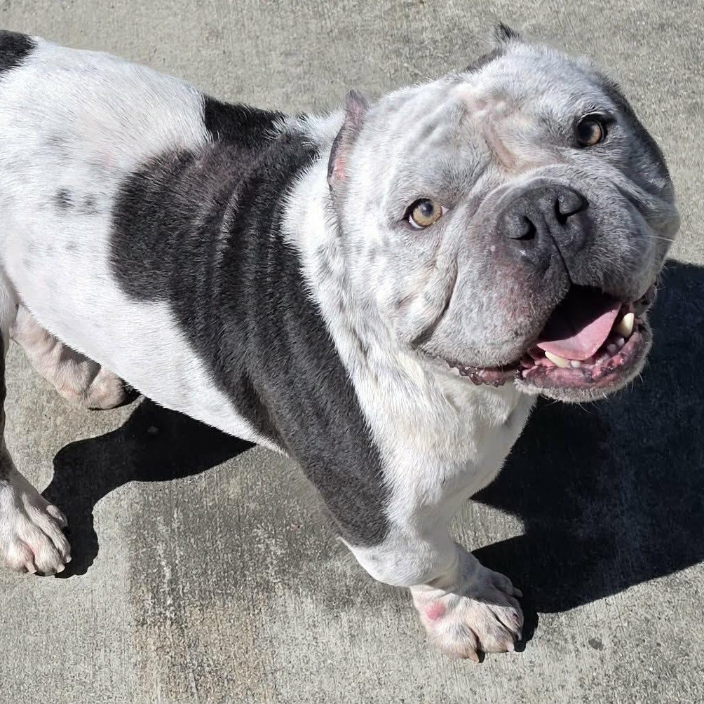 Enlarge Money, Bulldog Boy, a Adoptable mixed breed in Meriden, CT image 6/6
