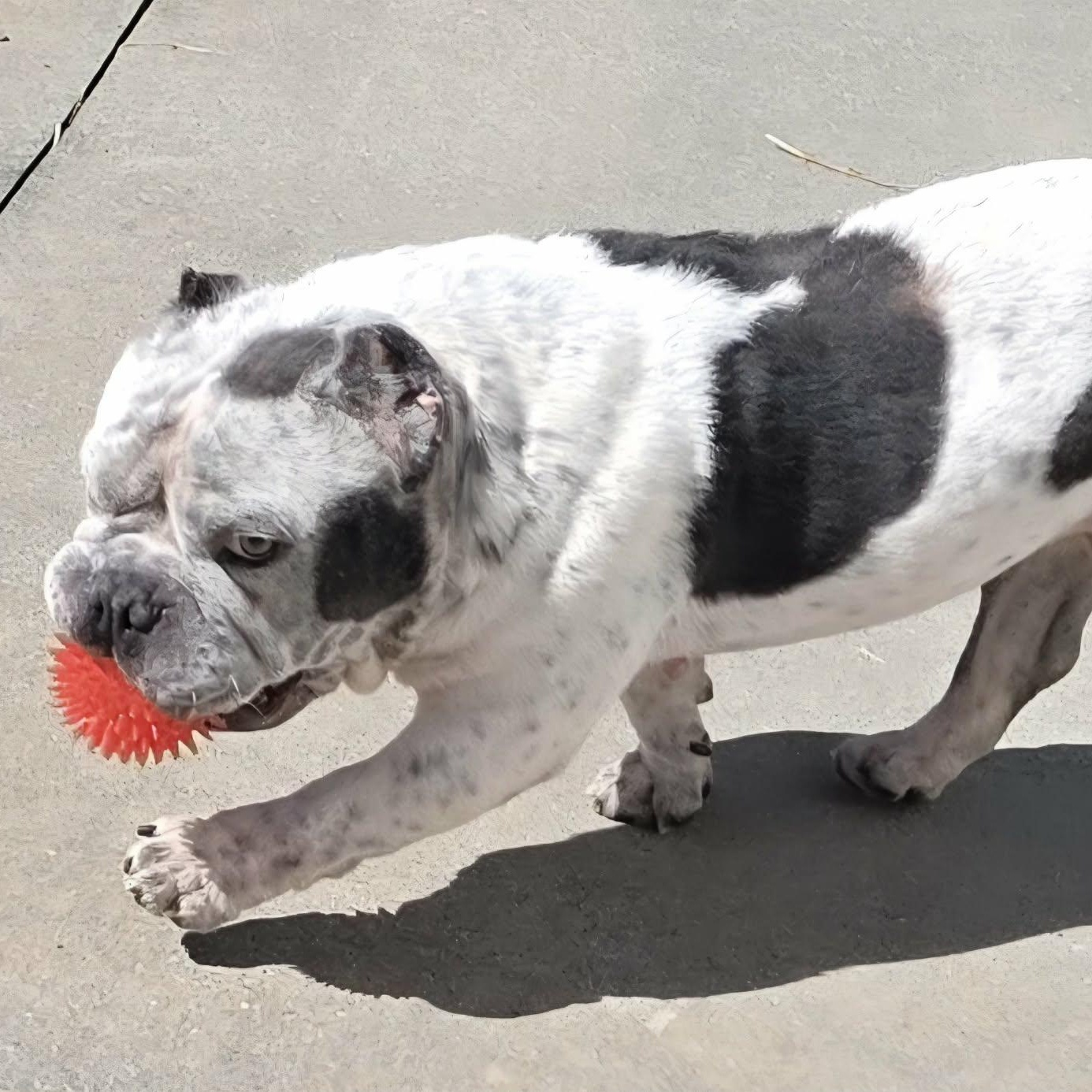 Enlarge Money, Bulldog Boy, a Adoptable mixed breed in Meriden, CT image 5/6