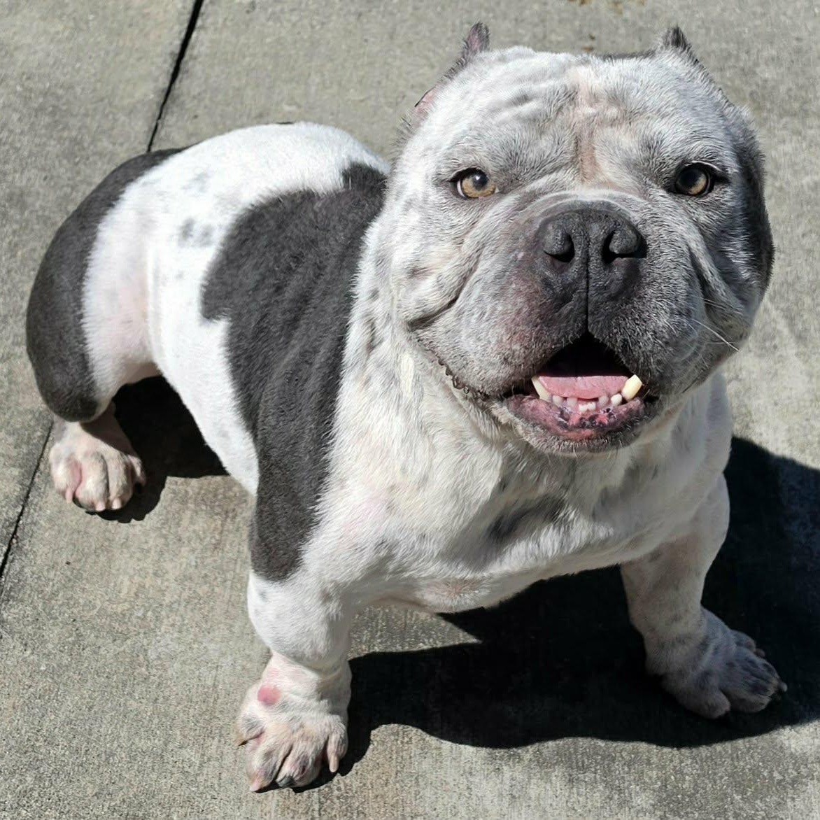 Money, Bulldog Boy, Adoptable, Adult Male Bulldog & American Bully.