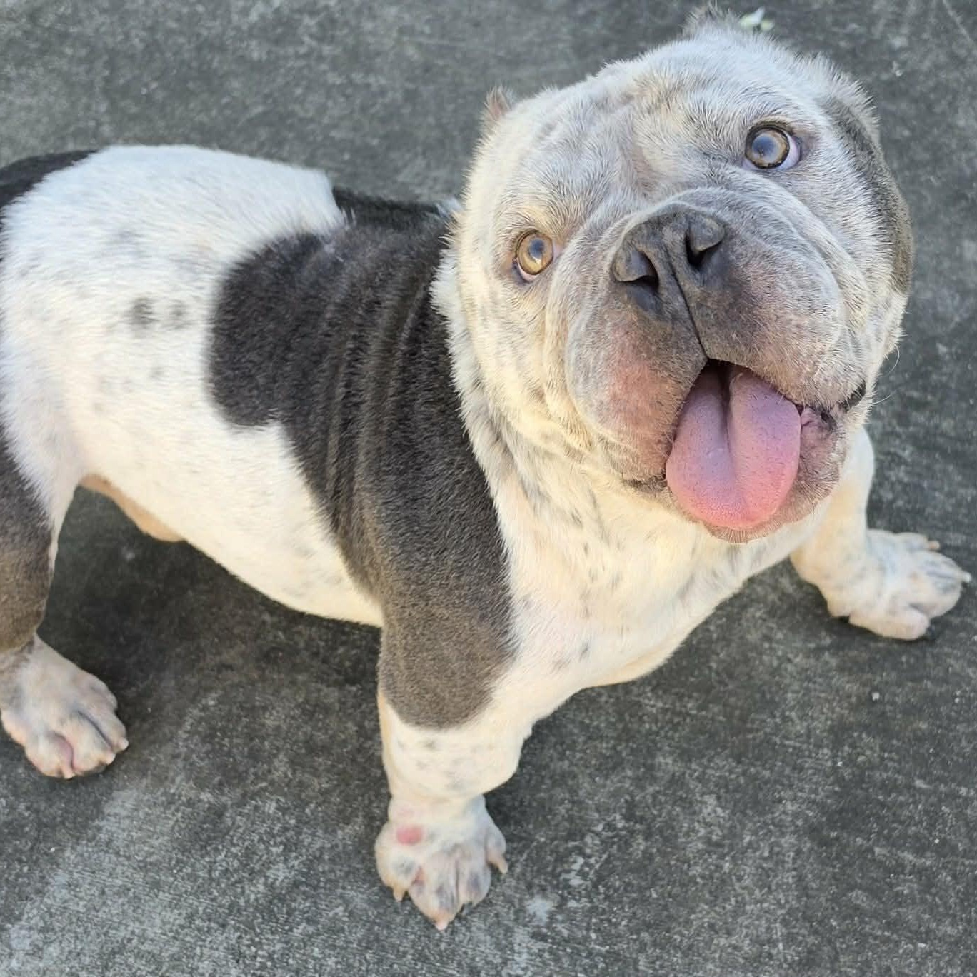 Enlarge Money, Bulldog Boy, a Adoptable mixed breed in Meriden, CT image 3/6