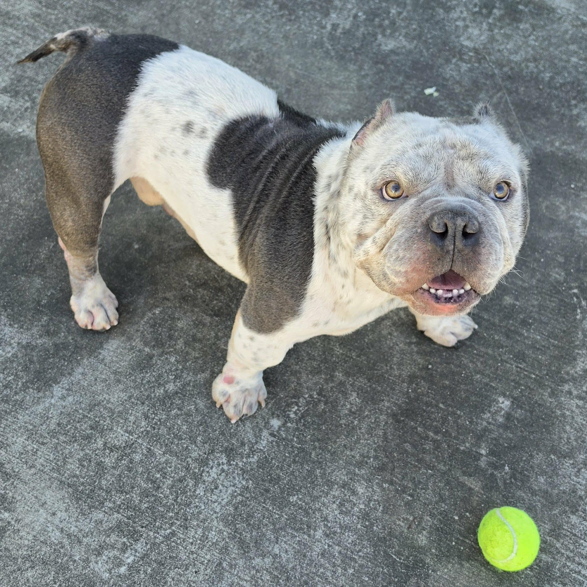 Enlarge Money, Bulldog Boy, a Adoptable mixed breed in Meriden, CT image 4/6