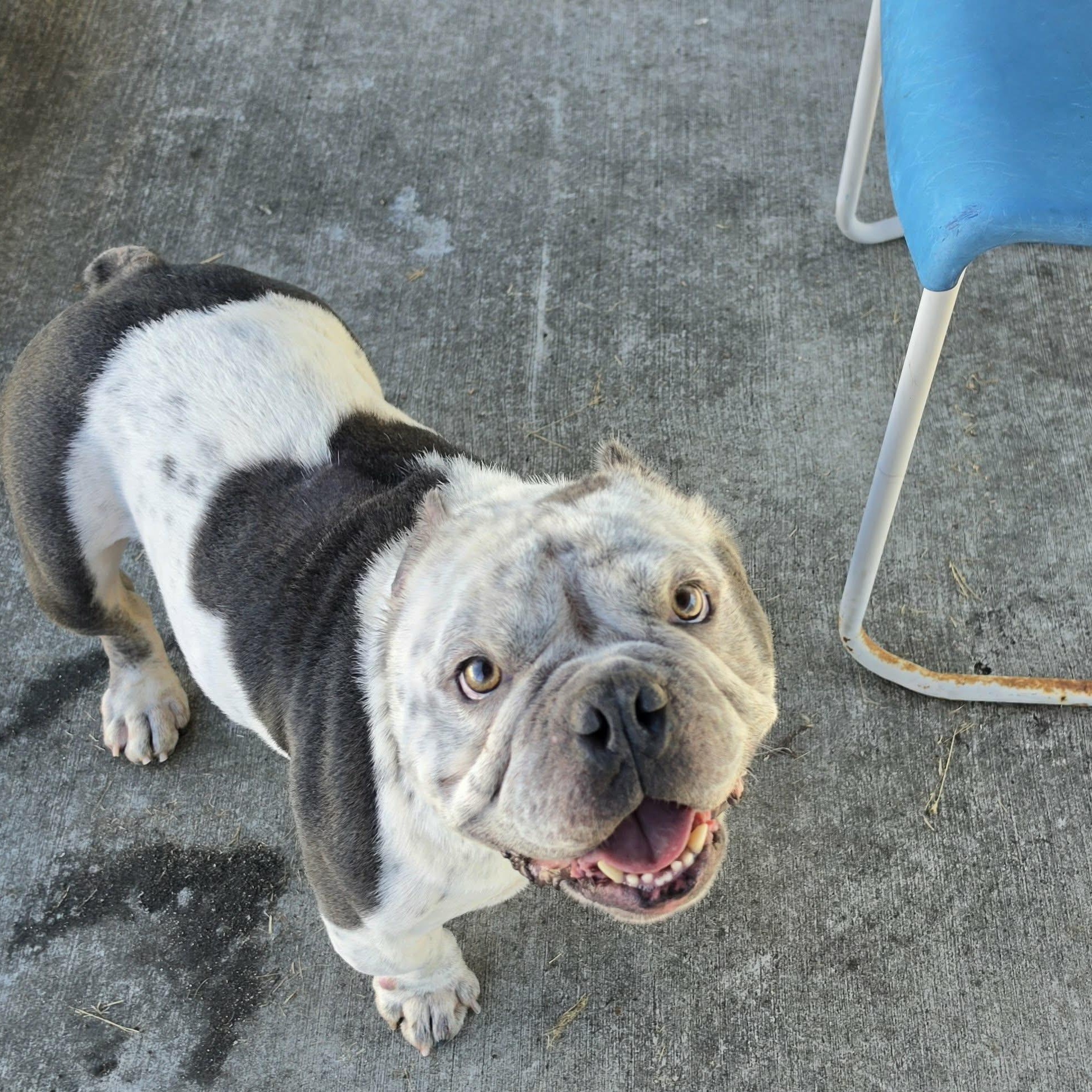 Enlarge Money, Bulldog Boy, a Adoptable mixed breed in Meriden, CT image 2/6