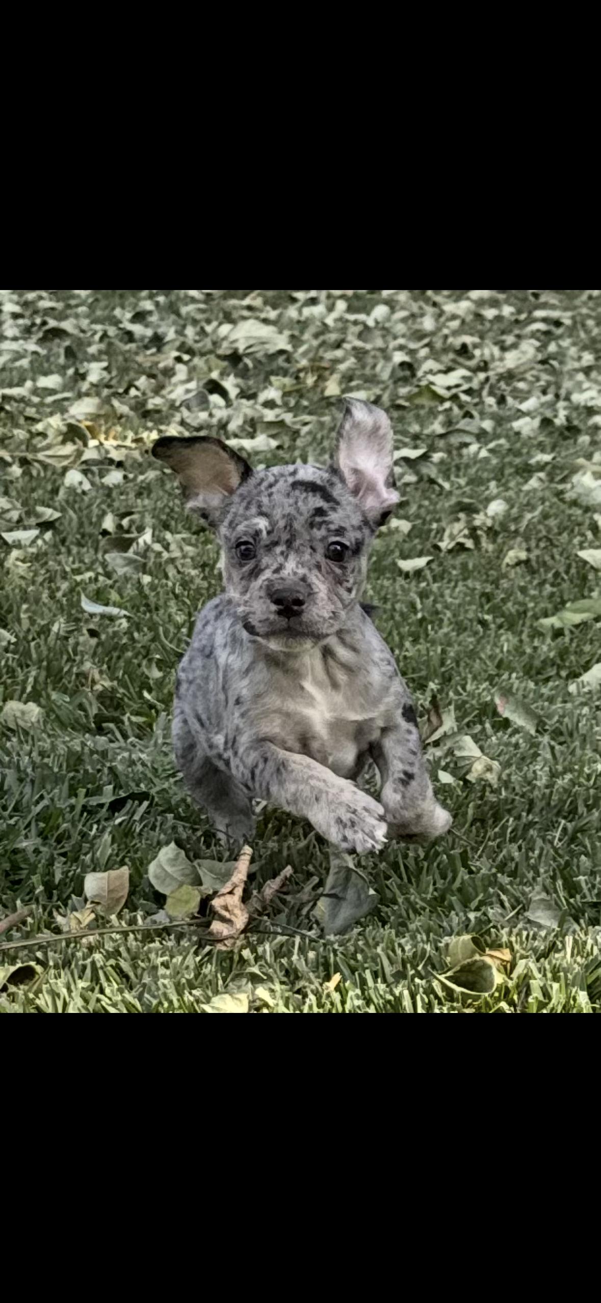 Enlarge Leo, a ADOPTABLE French Bulldog in Riverside, CA image 2/3