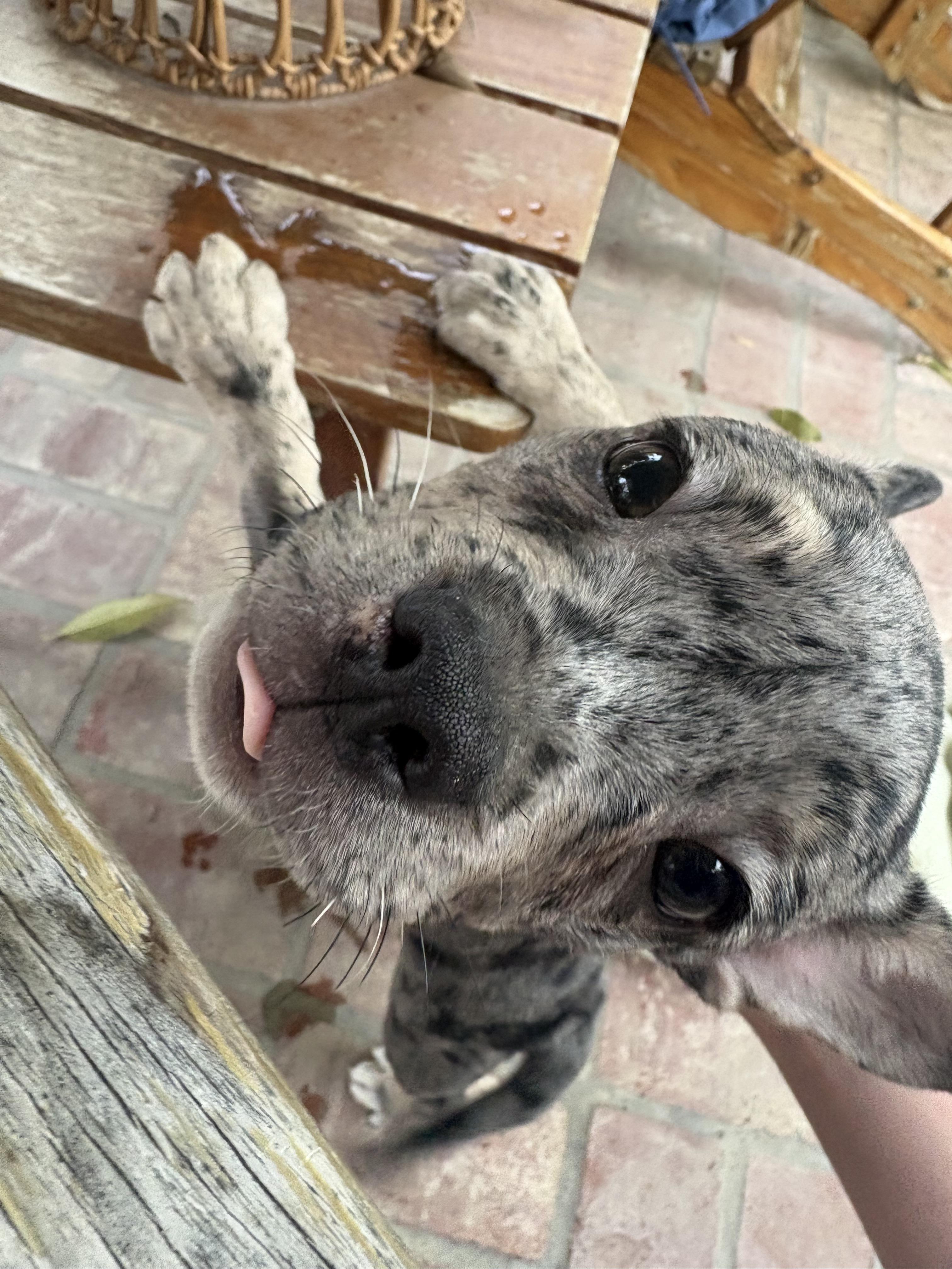 Enlarge Leo, a ADOPTABLE French Bulldog in Riverside, CA image 3/3