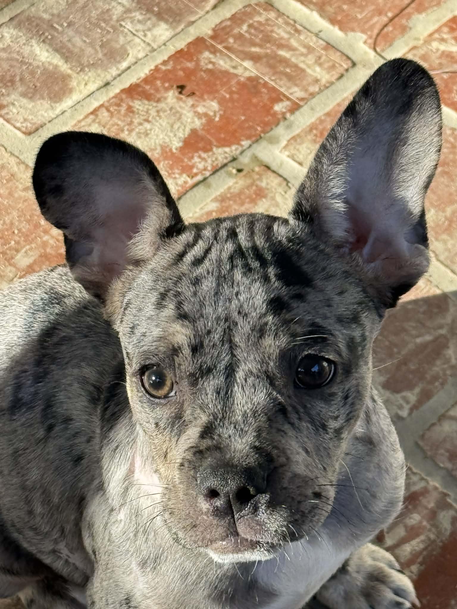 Enlarge Leo, a ADOPTABLE French Bulldog in Riverside, CA image 1/3