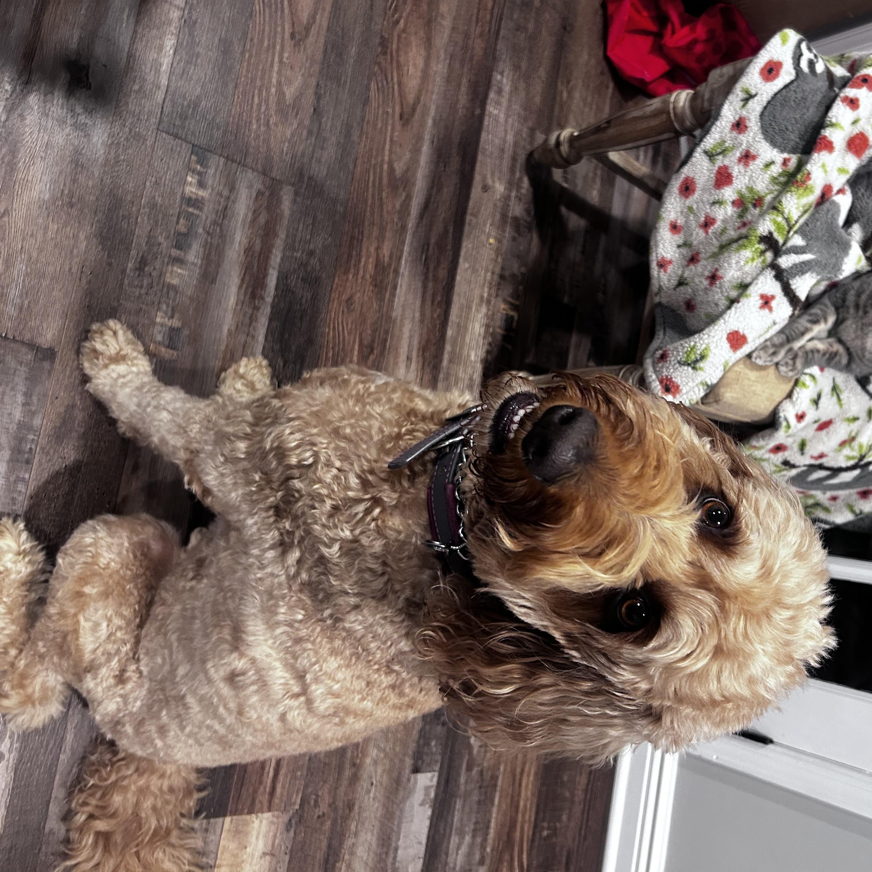 Carrie and Kirby, a Adoptable mixed breed in Manalapan, NJ image 6/6