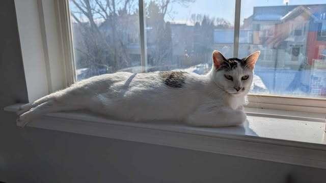 Belle Heart, a Adoptable Domestic Short Hair in Stafford, VA image 1/6