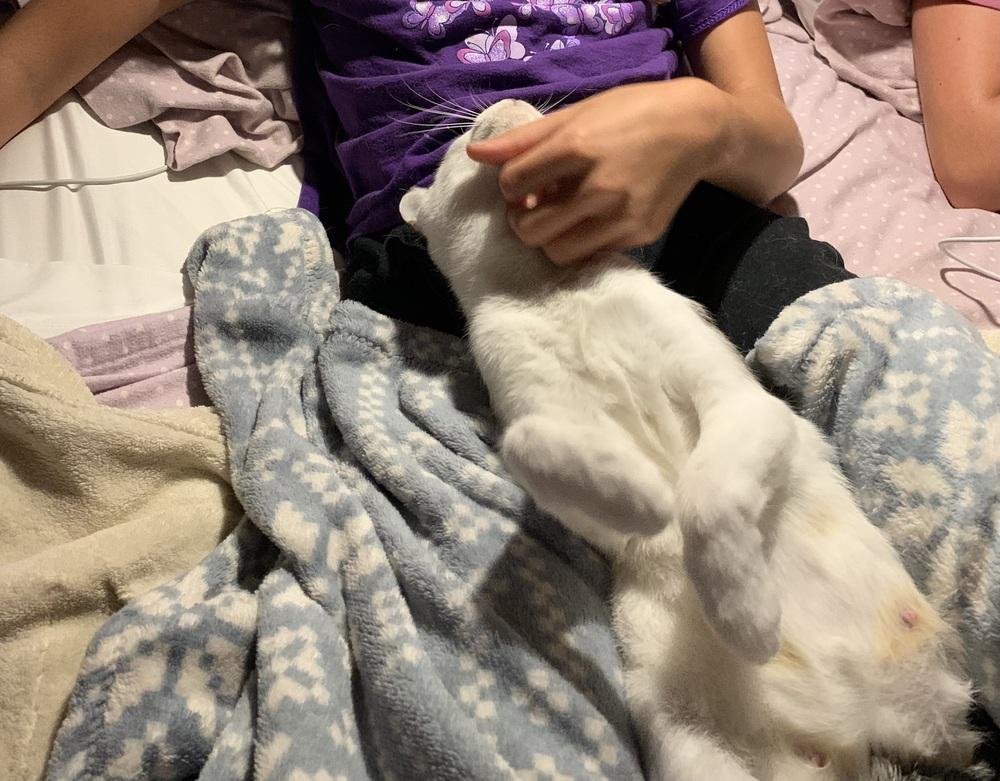 Belle Heart, a Adoptable Domestic Short Hair in Stafford, VA image 2/6