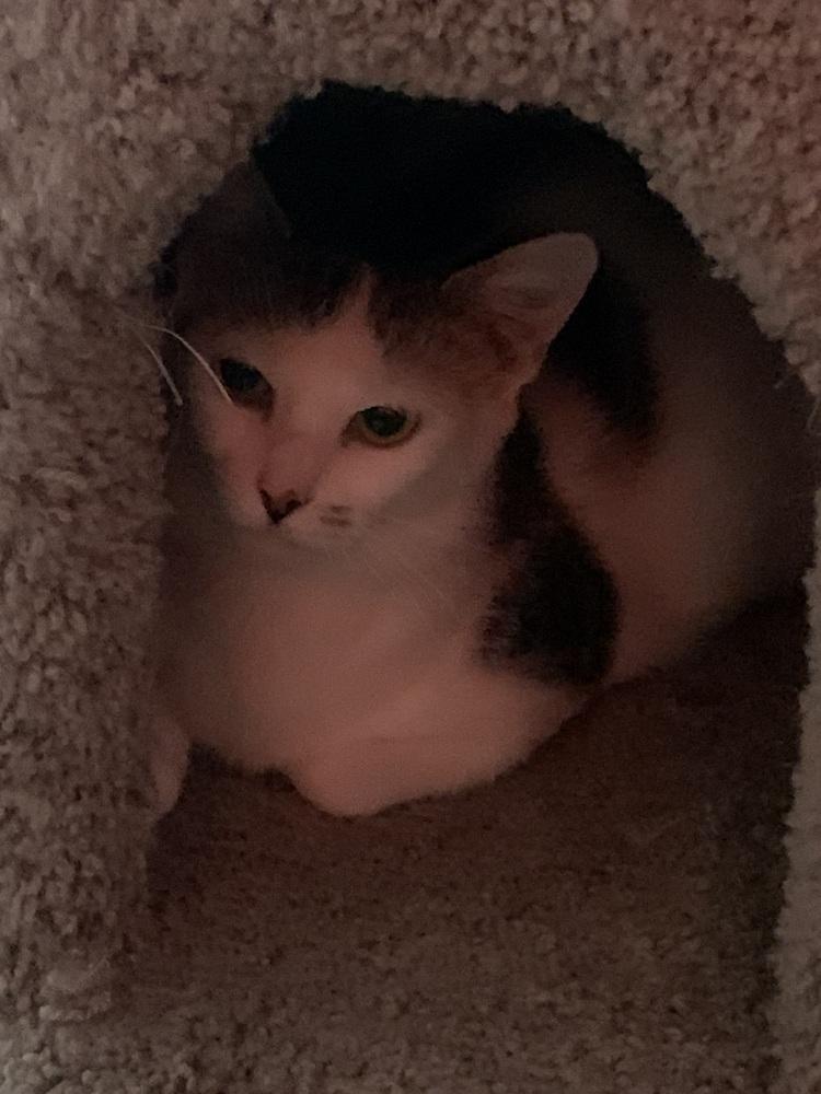 Belle Heart, a Adoptable Domestic Short Hair in Stafford, VA image 3/6