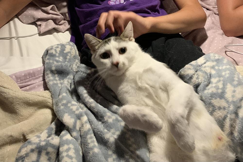 Belle Heart, a Adoptable Domestic Short Hair in Stafford, VA image 4/6