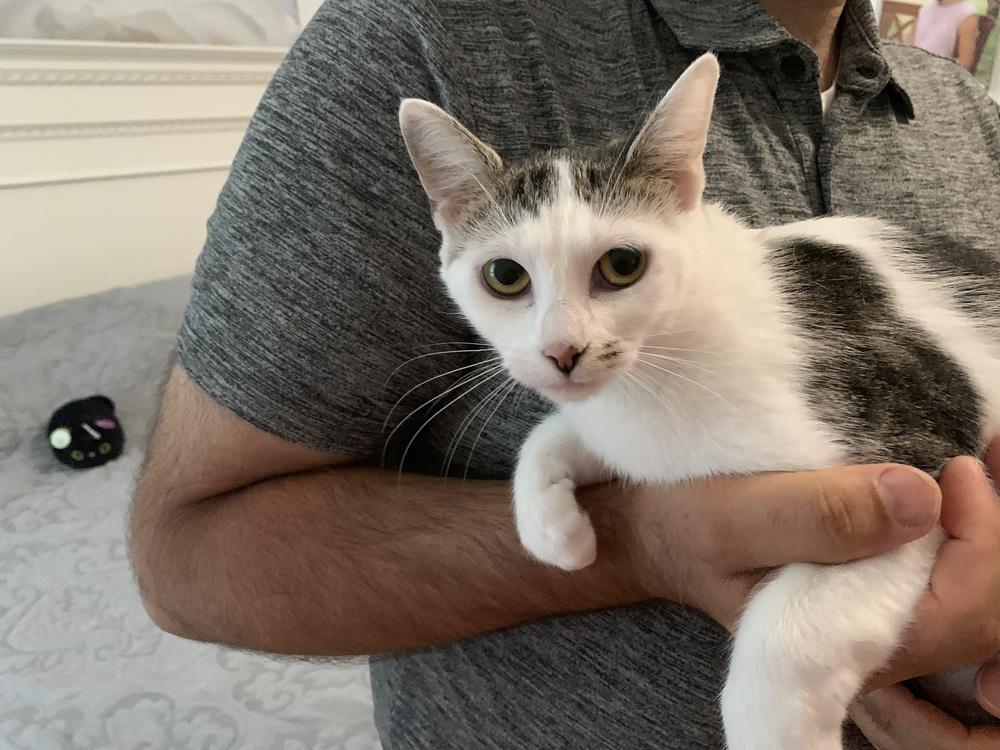 Belle Heart, a Adoptable Domestic Short Hair in Stafford, VA image 5/6