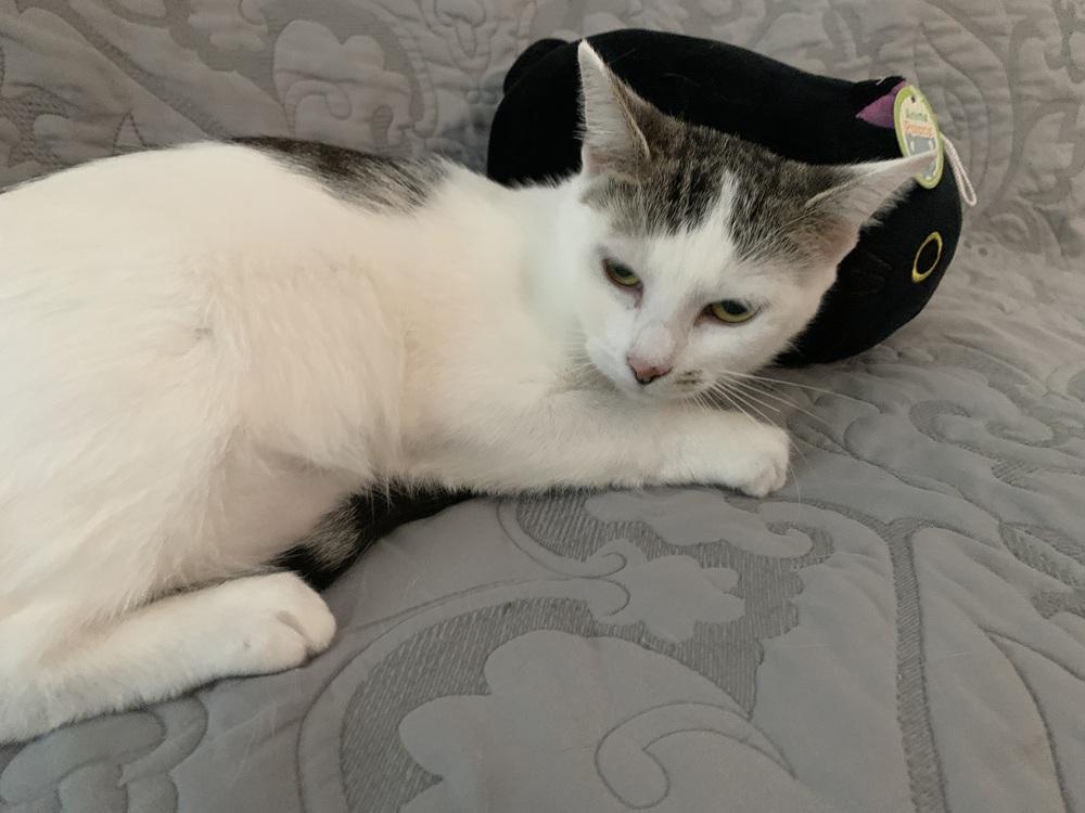 Belle Heart, a Adoptable Domestic Short Hair in Stafford, VA image 6/6