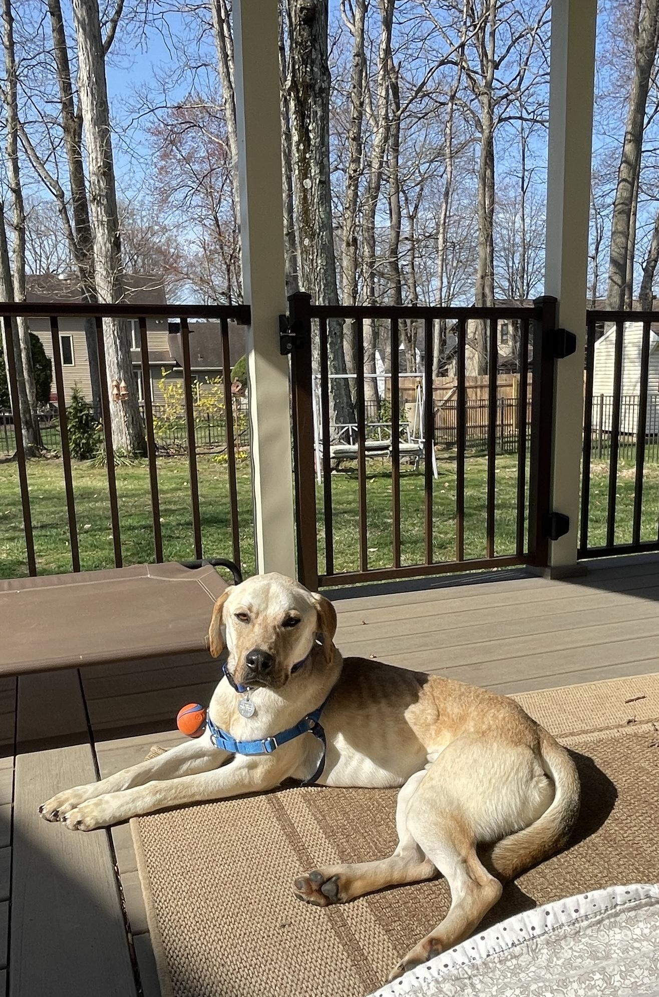 Keller, a Adoptable mixed breed in Warrington, PA image 3/5