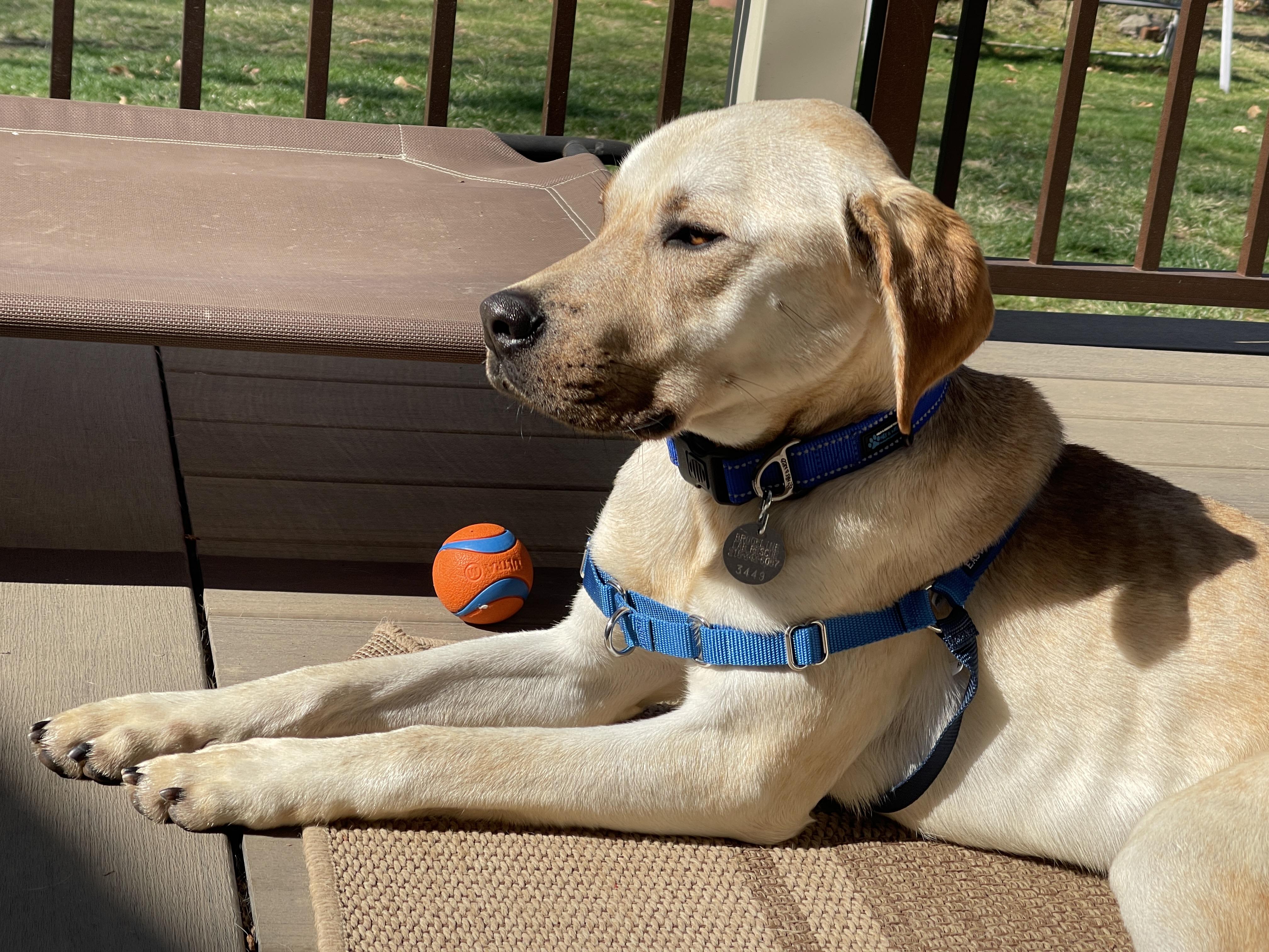 Keller, a Adoptable mixed breed in Warrington, PA image 4/5