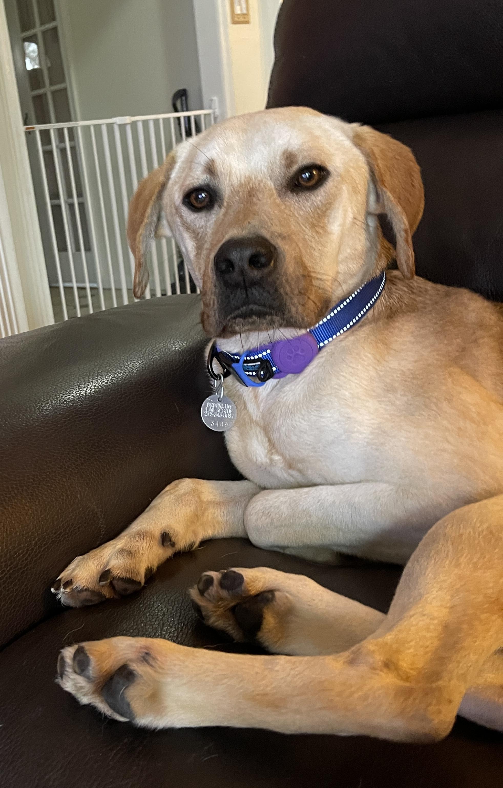 Keller, adopted, Young Male Labrador Retriever.