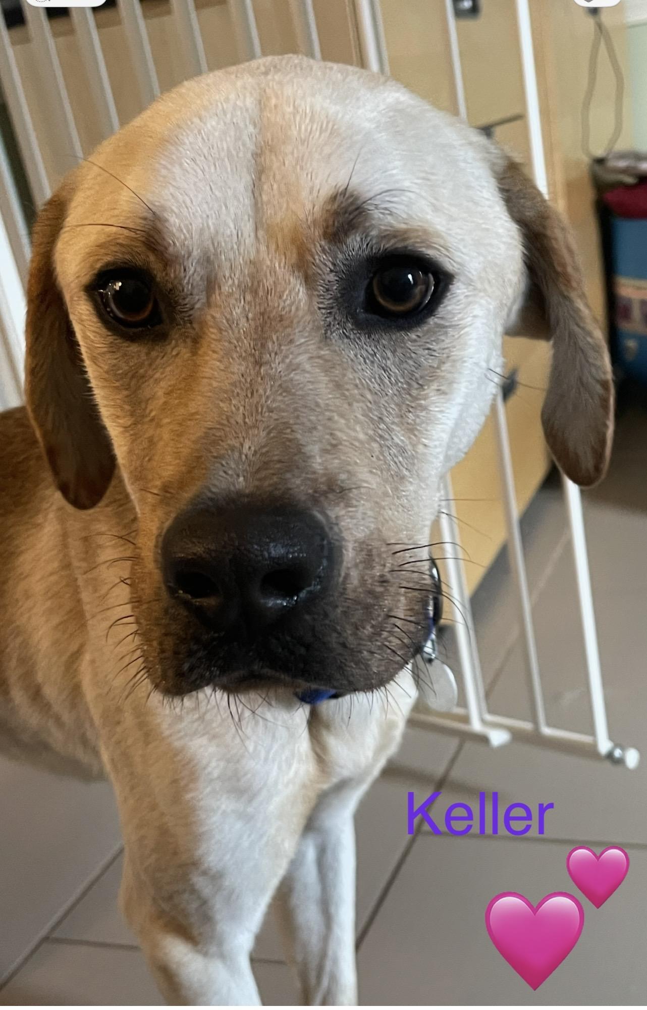 Keller, a Adoptable mixed breed in Warrington, PA image 2/5