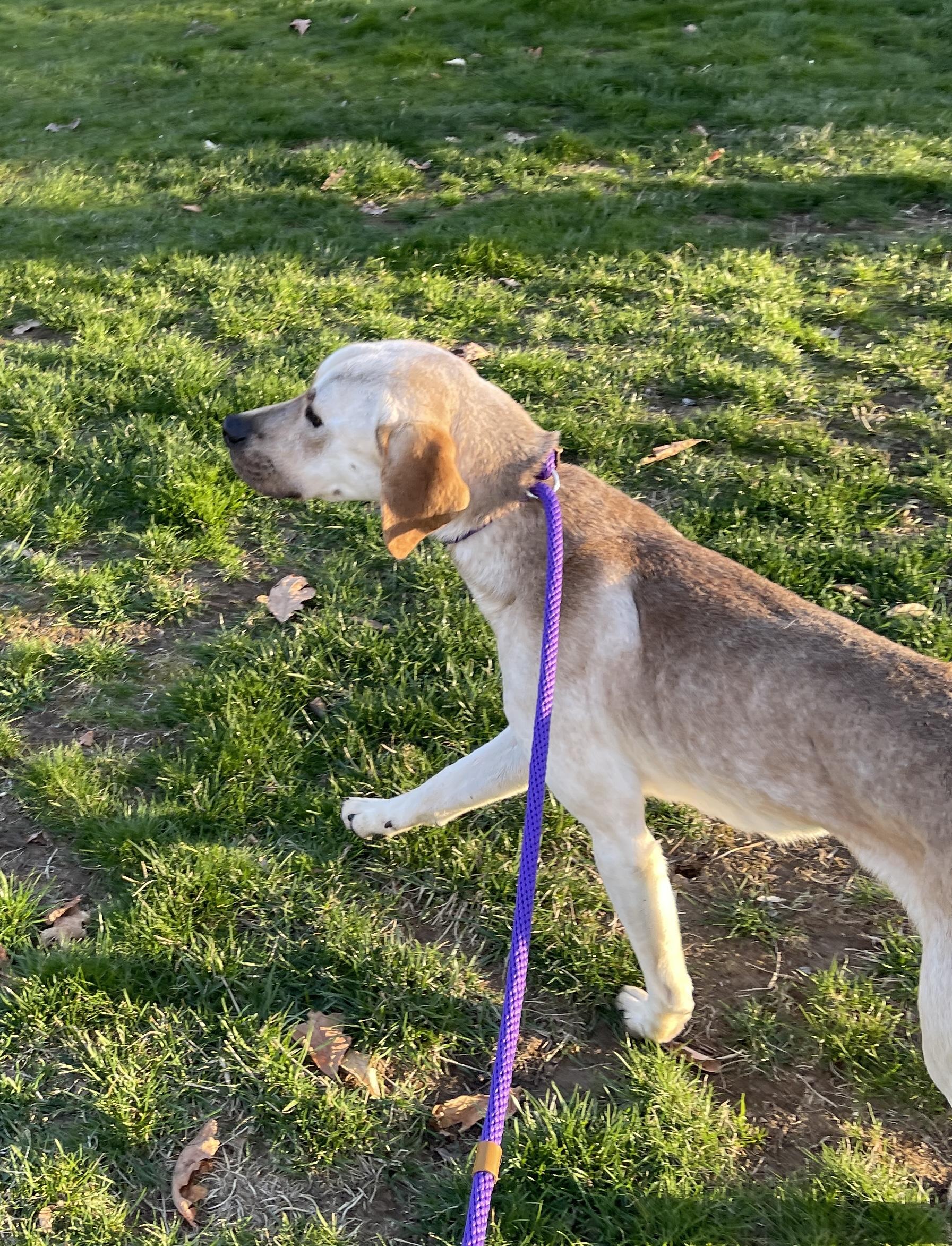 Keller, a Adoptable mixed breed in Warrington, PA image 5/5