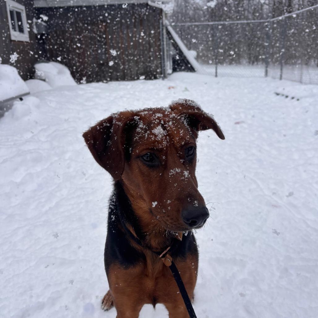 Enlarge Purple, a Adoptable mixed breed in Canastota, NY image 2/4