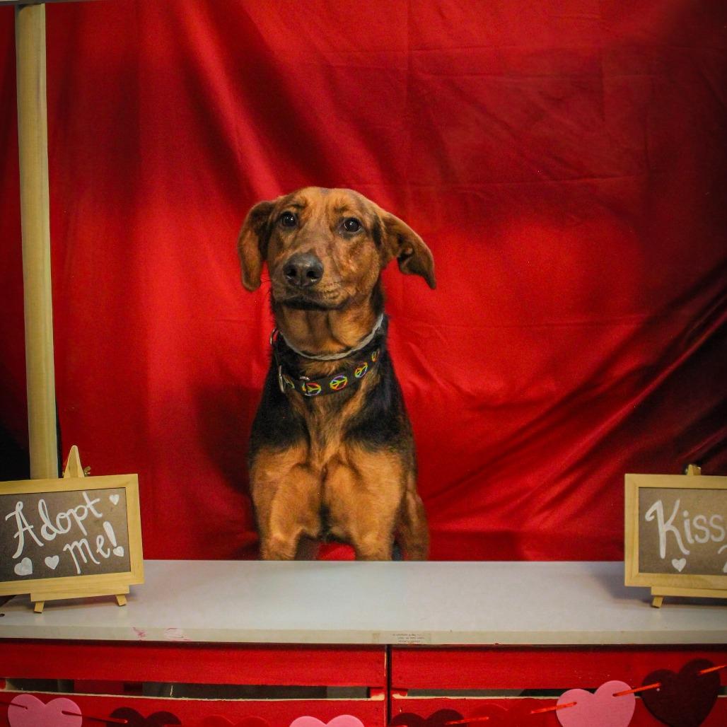 Enlarge Purple, a Adoptable mixed breed in Canastota, NY image 4/4