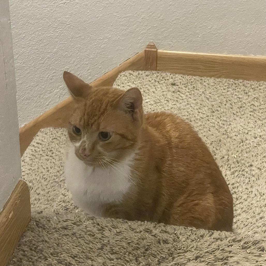 Koyo — thumbnail 3