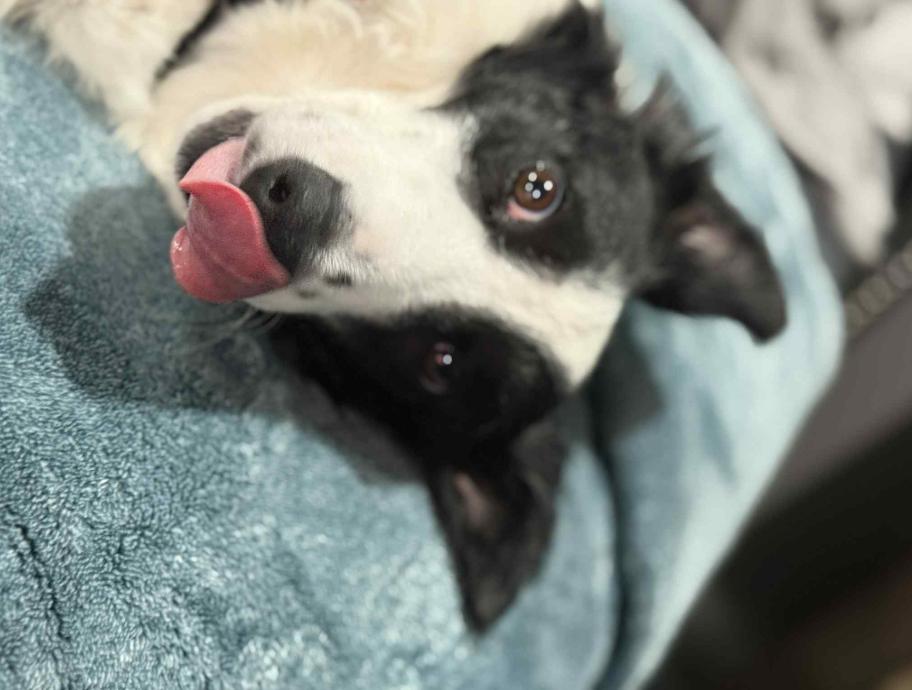 Lila