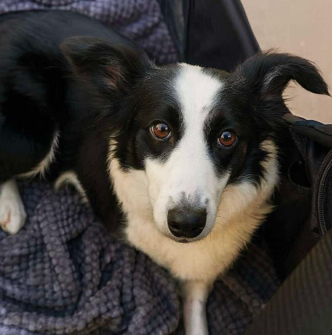 Lila