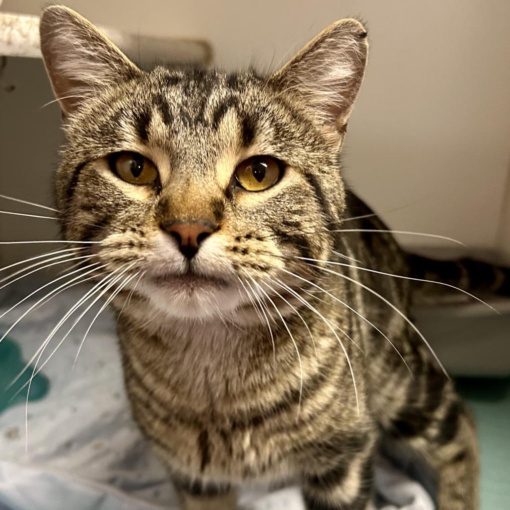 Fred, Adoptable, Adult Male Domestic Short Hair.