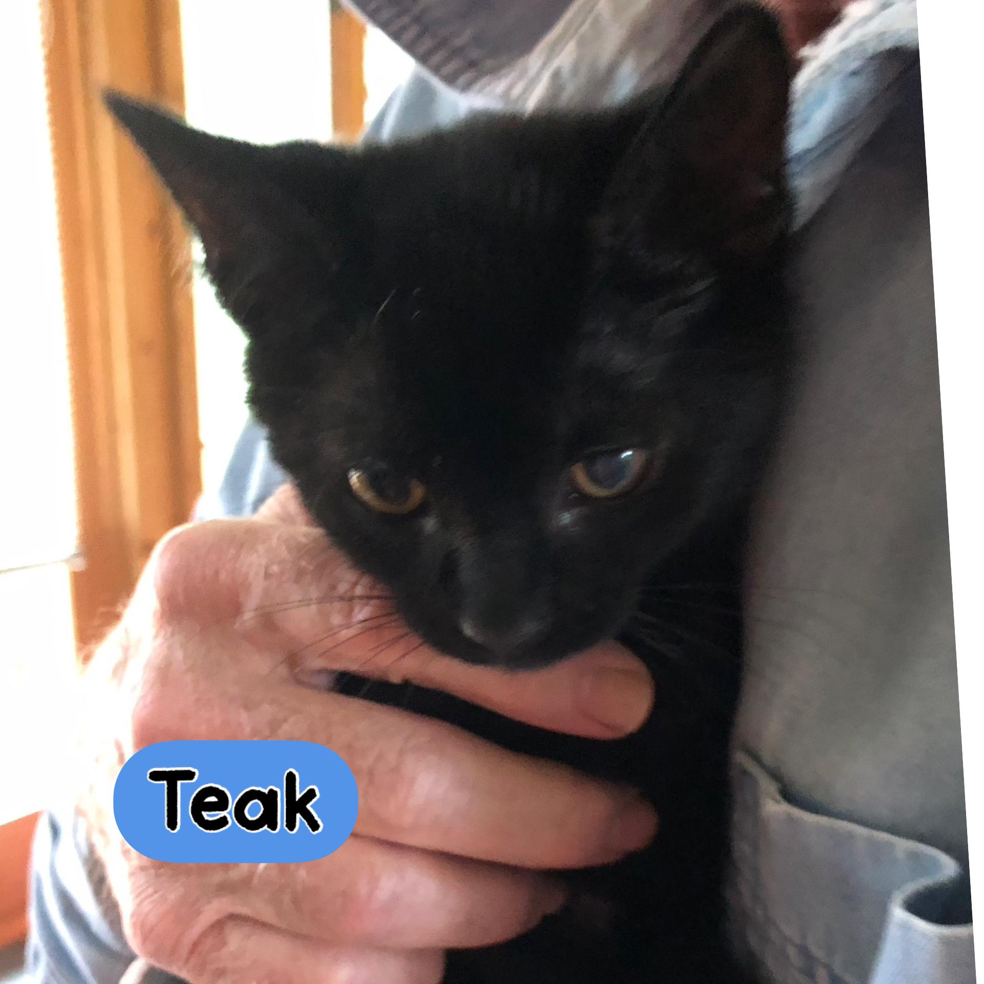 Teak, a Adoptable Domestic Short Hair in Warren, OH image 2/2