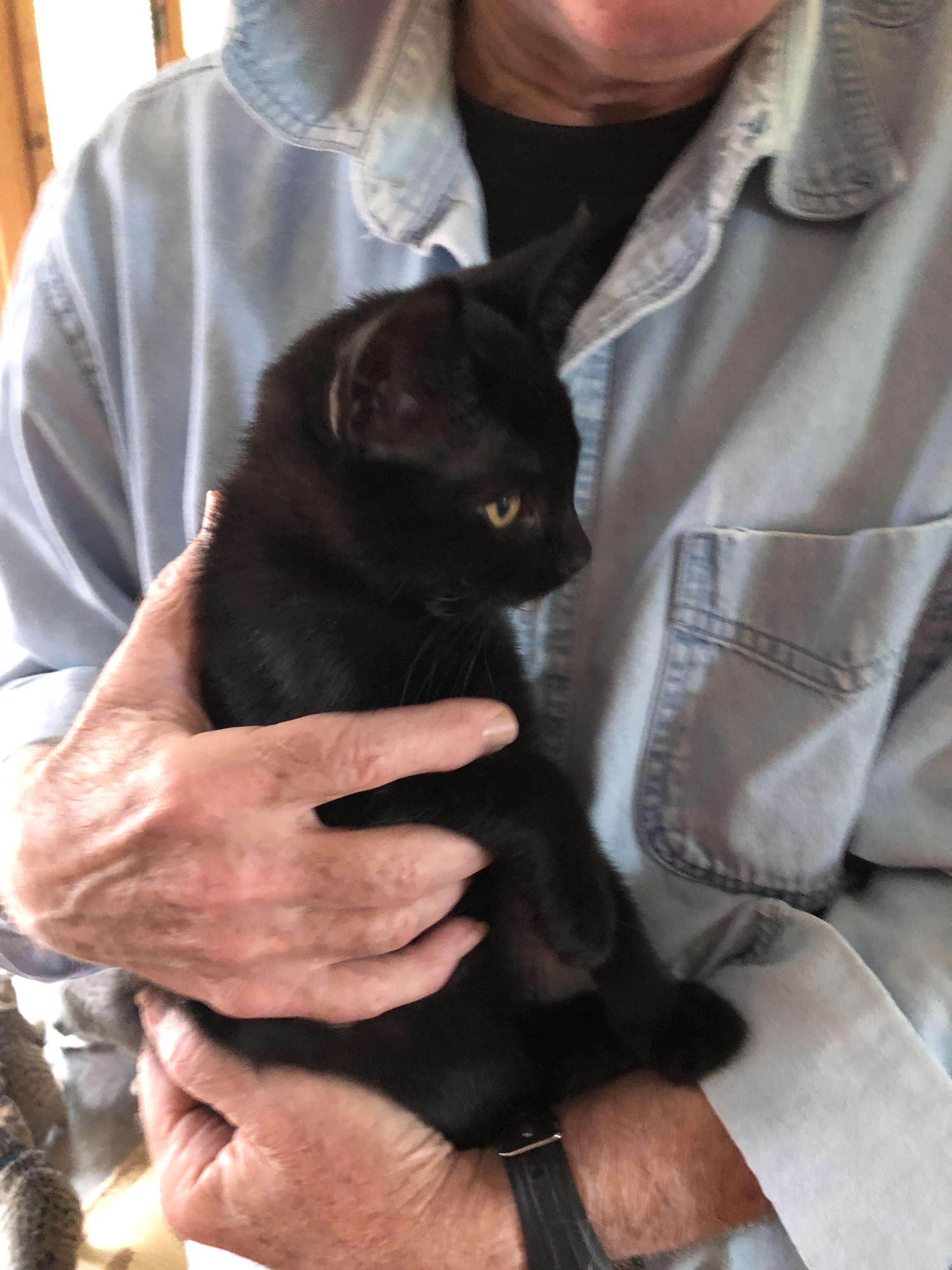 Teak, a Adoptable Domestic Short Hair in Warren, OH image 1/2