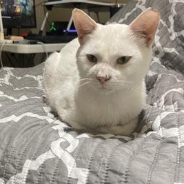 Bonsai — thumbnail 2