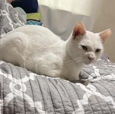 Bonsai — thumbnail 3